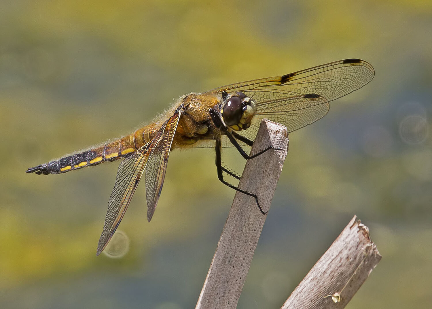 Male Four-spotted Chaser by Dennis Swaby